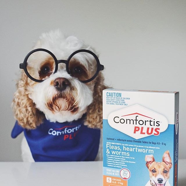 Comfortis PLUS 2017